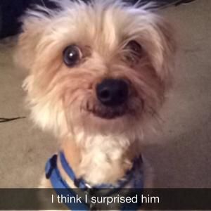 Meet your Posher, Robin